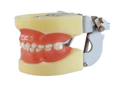 HST-A3标准乳牙模型