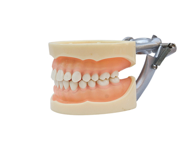 HST-A9标准牙模型