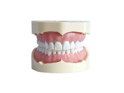 HST-A5 TYPE BF STUDY MODEL