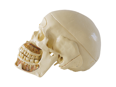 HST-S2 Skull Model 10 Parts HST-S2 Skull Model 10 Parts