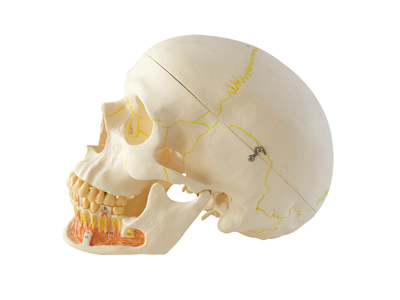 HST-S3 Skull Model with Nerve HST-S3 Skull Model with Nerve