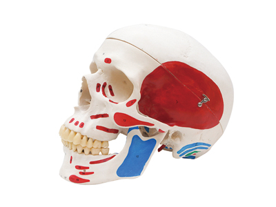 HST-S4 Skull Model with Colored Mark HST-S4 Skull Model with Colored Mark