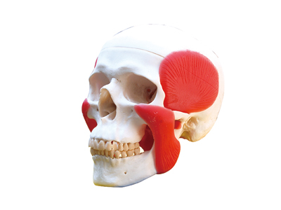HST-S5 Skull Model with Muscel HST-S5 Skull Model with Muscel