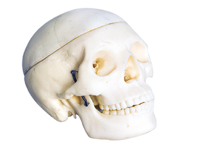 HST-S6 Small Skull Model HST-S6 Small Skull Model