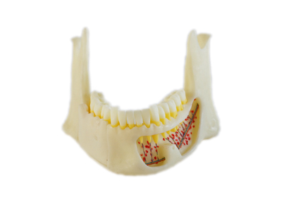 HST-P2 Anatomic Mandible Model