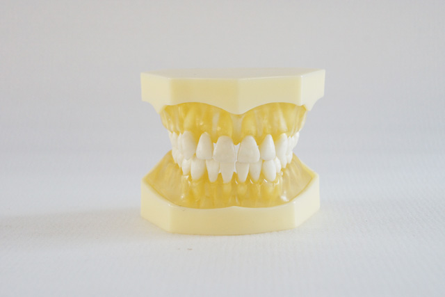 HST-A13可拔标准牙模型