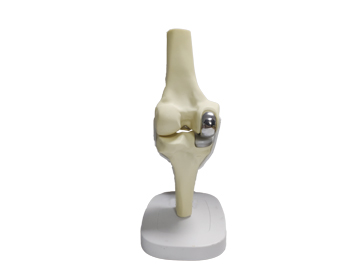 HST-V12 半侧膝关节